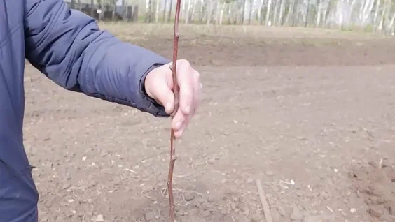 Первые пять гектаров